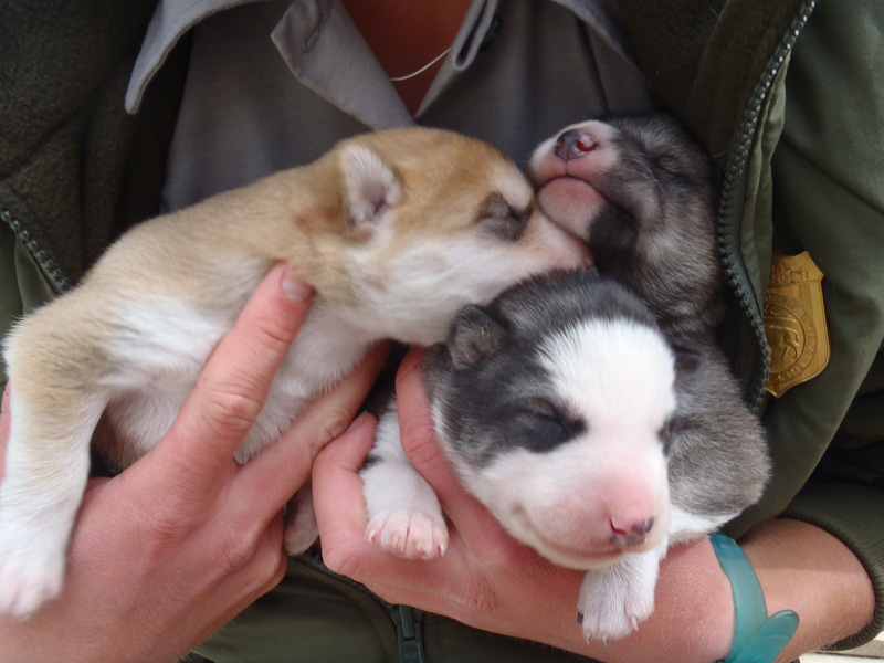 The Peak litter - Carpe, Koven and Tatum