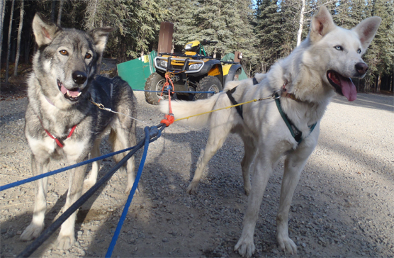 An ATV and dogs