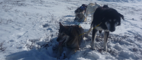 Dogs taking a break in warm spring weather