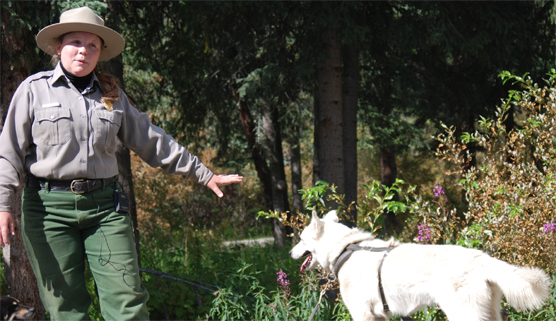 A ranger and sled dog