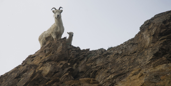 Dall's sheep can sometimes be seen high on mountainsides