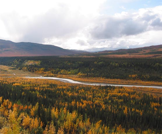 The boreal forest