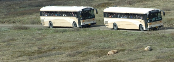Tour buses stop to view bears near the Park Road