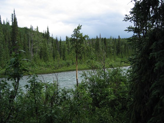 spruce trees and thick brush along either side of a river