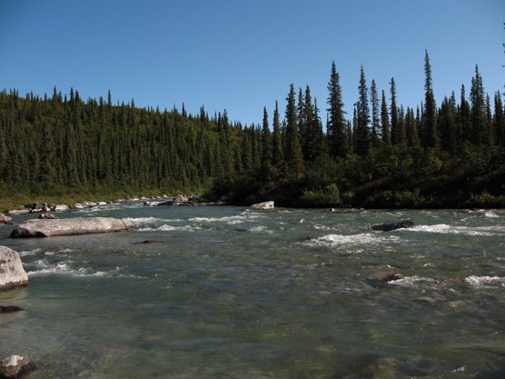 a wide, shallow creek flowing through a spruce forest