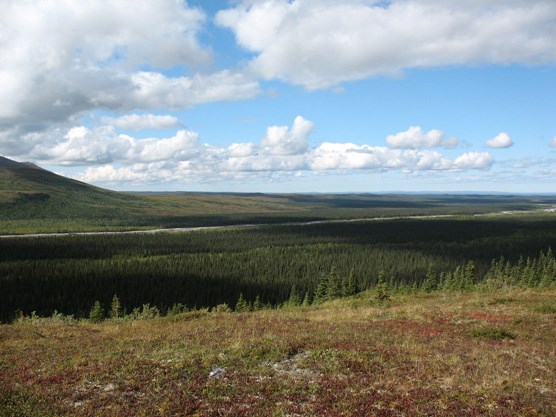 large, flat forest under a blue sky with puffy white clouds