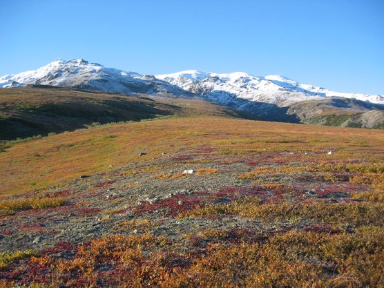 Fall colors on the tundra covering the north side of Healy Ridge