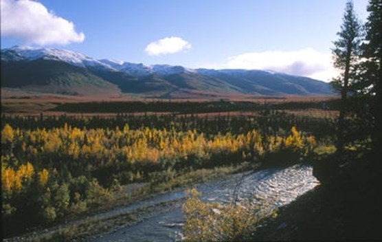 a shallow river flowing through forest with snow-capped mountains in the distance