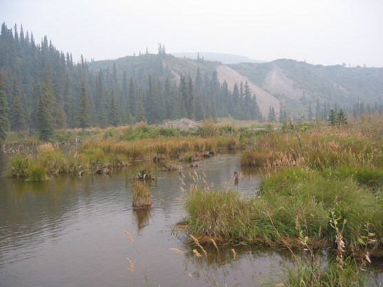 Beaver ponds along Moose Creek