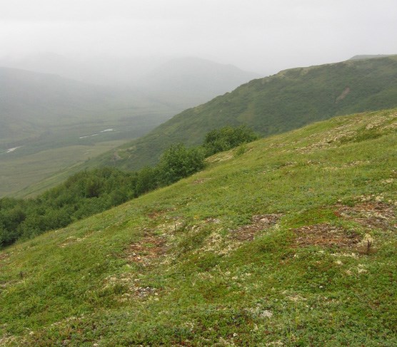 a grassy hillside looking over a small valley that is shrouded in mist