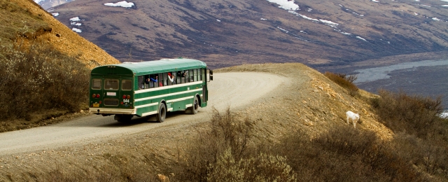A shuttle pauses to view sheep near the Park Road