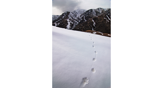 Lynx tracks