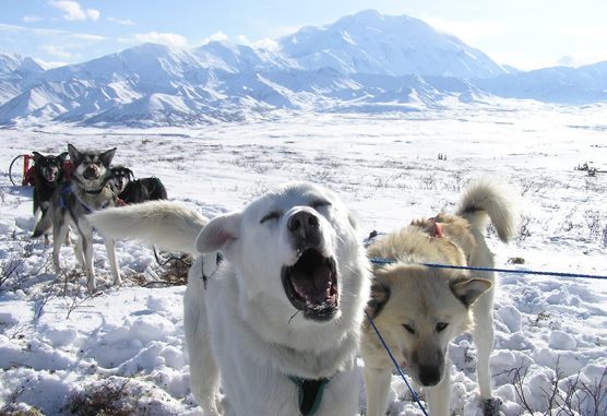 A team of sled dogs on patrol, with Mount McKinley in the background
