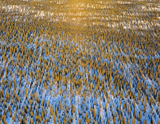 An aerial view of Denali's winter landscape