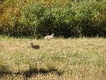 Coyotes