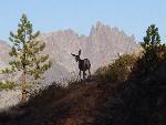 Mule Deer and the Minarets