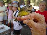 Bird Banding at Devils Postpile
