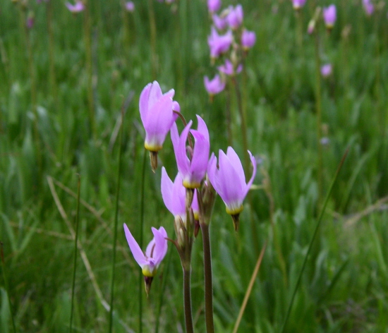 Shooting Stars in the meadow at Devils Postpile