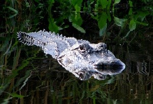 Alligator_-_Myakka_River_State_Park