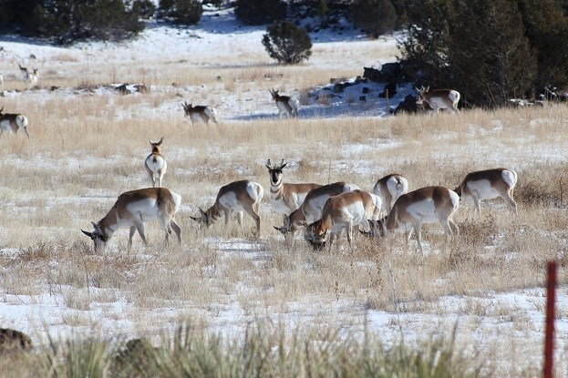 A small group of pronghorn grazing through a field in winter