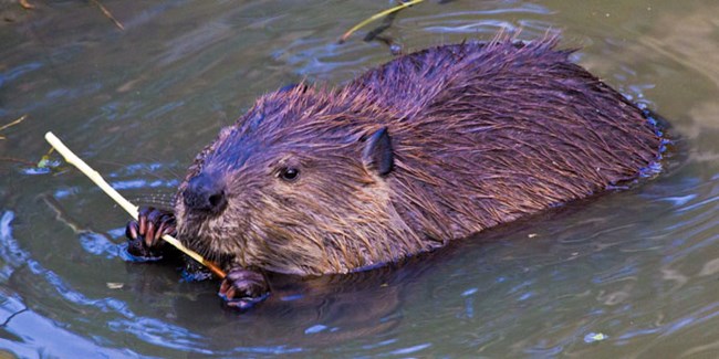 A very large rodent (beaver) swimming in water
