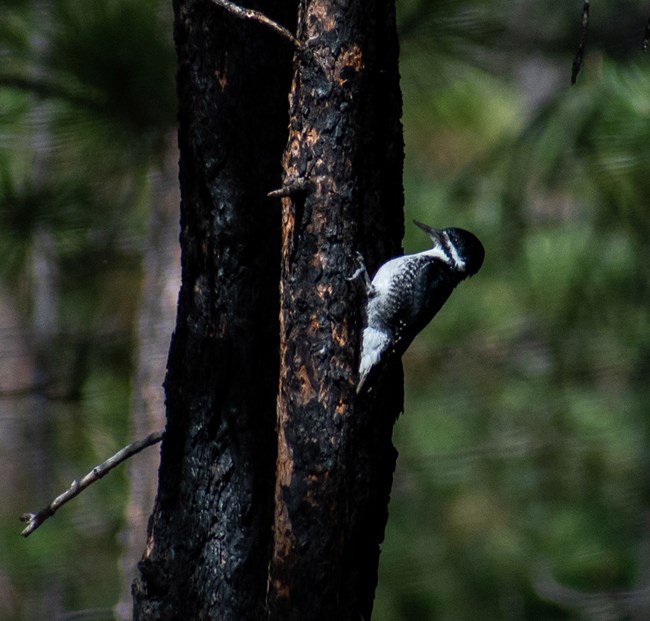 A black and white bird on a charred tree trunk.
