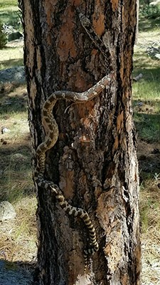 A snake climbing a pine tree