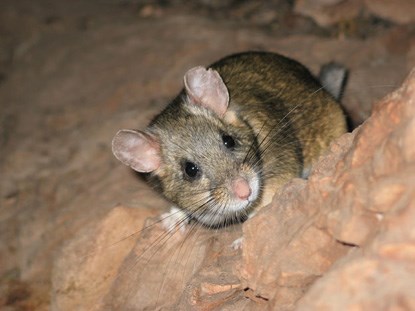 A small rodent crouched in rocks