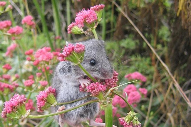 Small rodent in a flowering plant