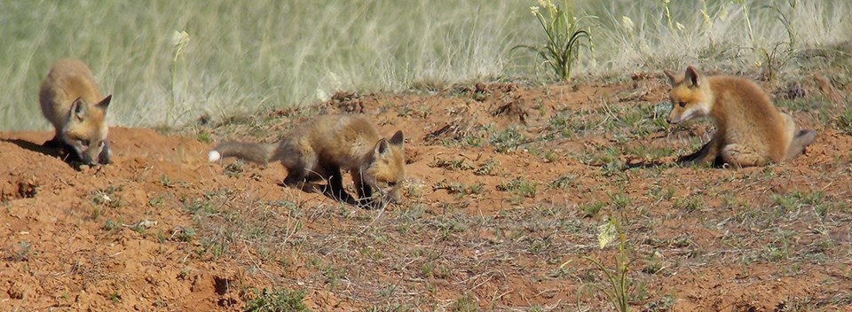 Three young red foxes hanging on a reddish dirt mound.
