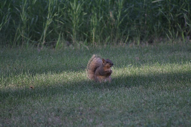 A squirrel crouched in the grass