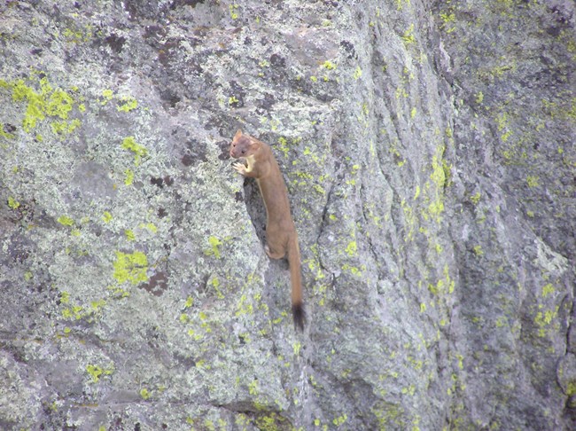 An animal with a long body clinging to a large rock
