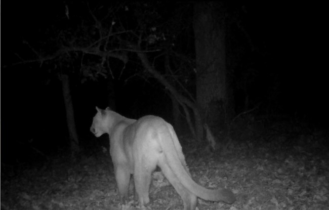 A nighttime trail camera capture of a mountain lion