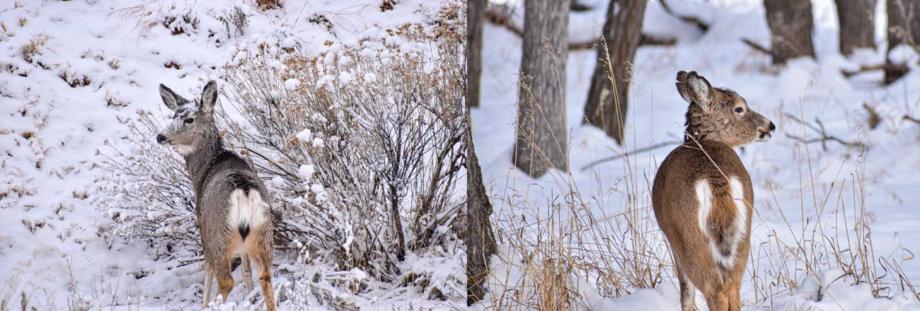 A Mule Deer on the with white rear compared to a White-Tailed Deer on the right with brown rear.