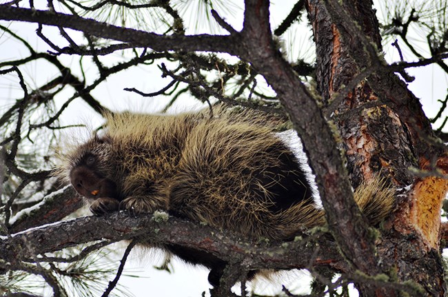 Porcupine sitting on a tree branch