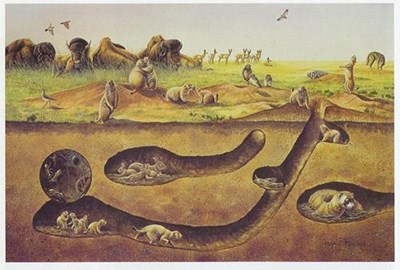 Painting that depicts prairie animals above and below ground (in burrows).