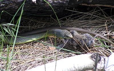 A yellow-bellied racer catches a rodent to eat
