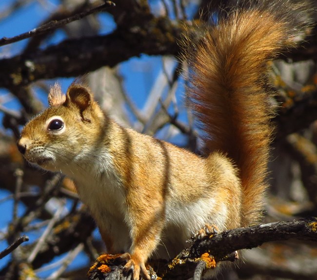 Red squirrel perched on a tree branch