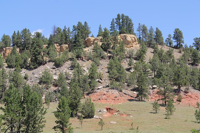 A hillside dotted with pine trees showing three colors of rock.