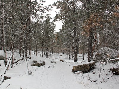 Trees and rocks covered in snow