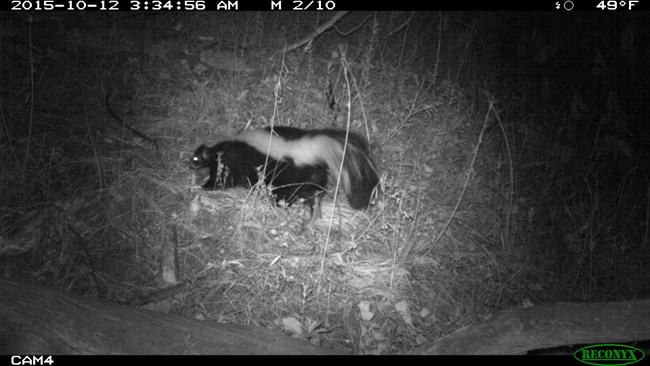 A small black and white mammal in tall grass.