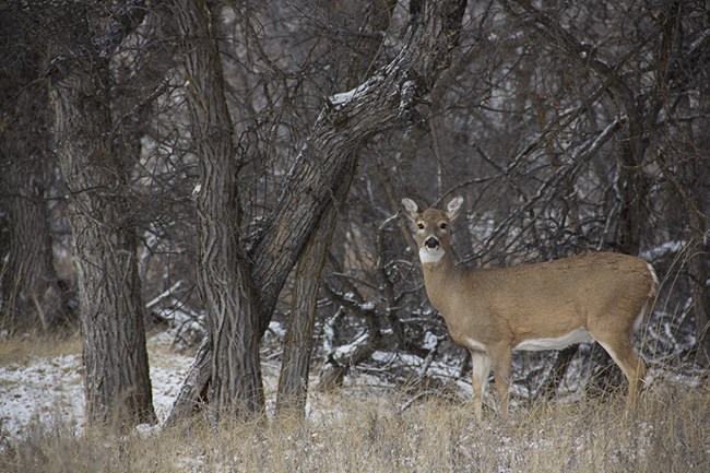 A white-tailed deer standing in a winter forest