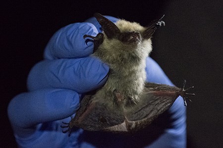 A captured bat being held by a park biologist