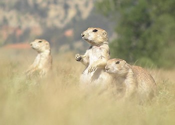 Three prairie dogs foraging for food