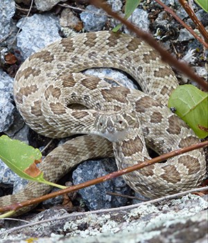 A close up view of a prairie rattlesnake, showing the pits common to other vipers in this family