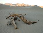 Dead Mesquite