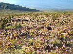 Sand Verbena