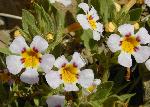 Rock Mimulus