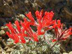 Scarlet Locoweed