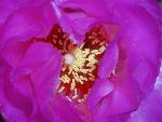 Beavertail Cactus